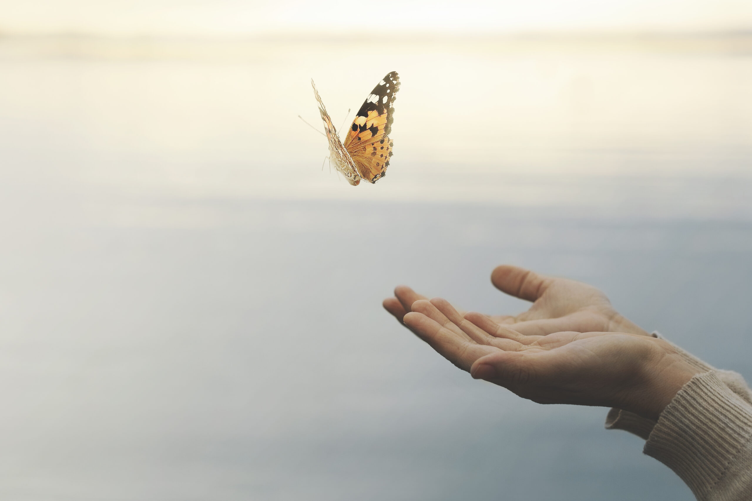 Schmetterling fliegt von einer Hand davon.